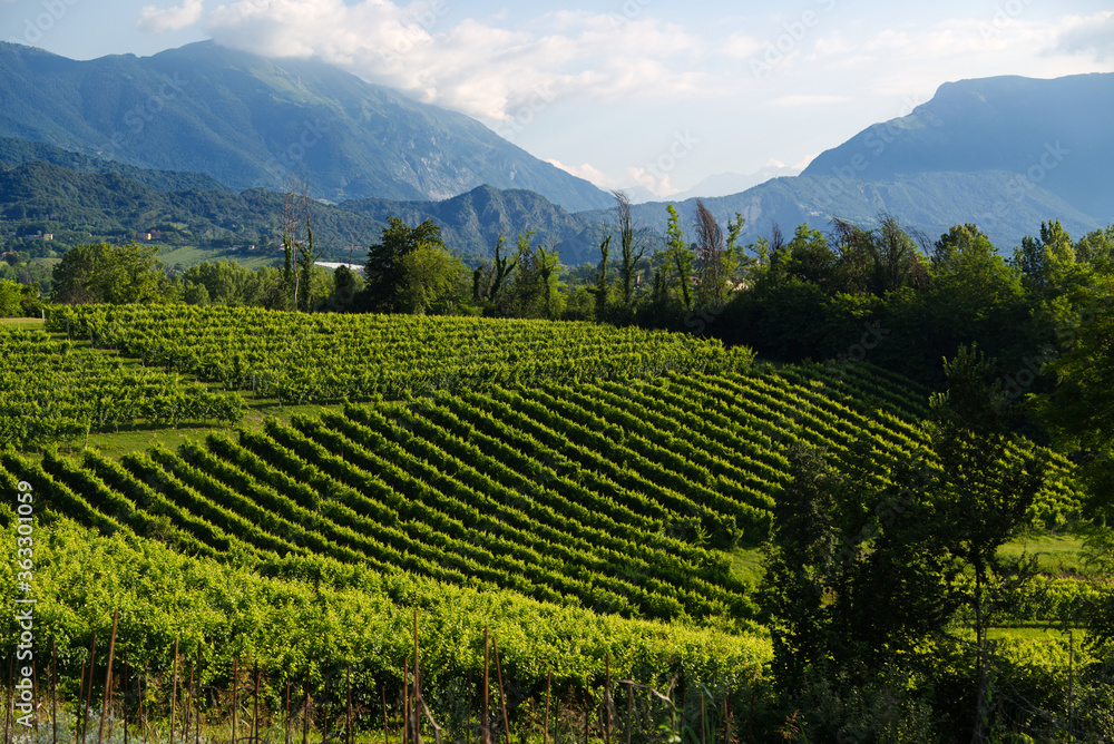 View of the hills of Prosecco vineyards in the Conegliano countryside