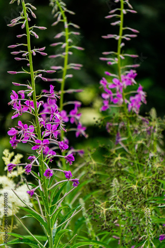 Wildflowers  delicate lilac flowers of fireweed on the side of the road.