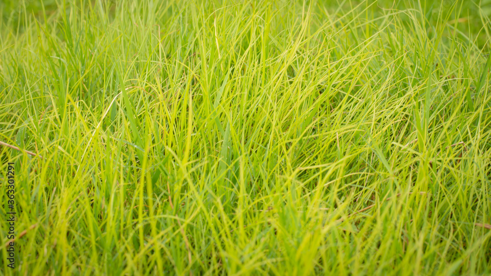 Green nature grass texture nature background Green nature grass texture nature background