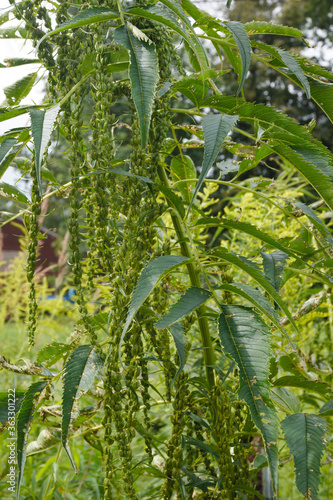 Vertical image of a female plant of Datisca cannabina  commonly known as false hemp  Cretan hemp  acalbir  or akalbir  in flower in a garden