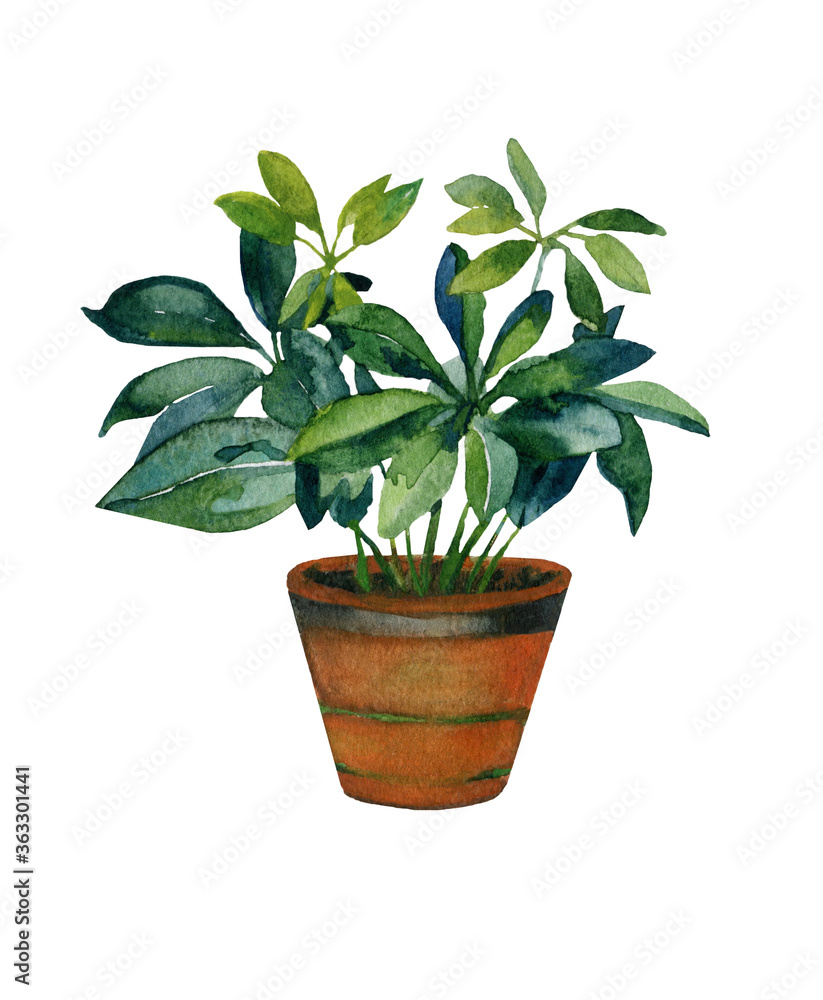 Fototapeta premium Watercolor botanical illustration of house plant.