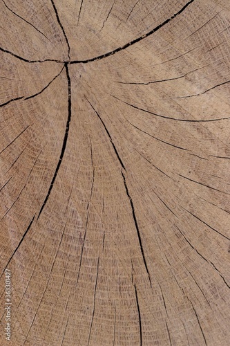 Close-up of cut tree, log with cracks. Wooden background, texture