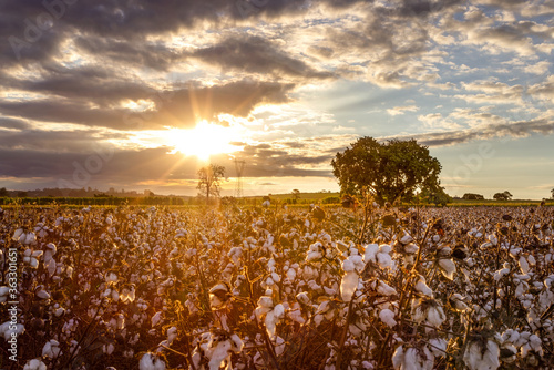Sunset over a blooming cotton field photo