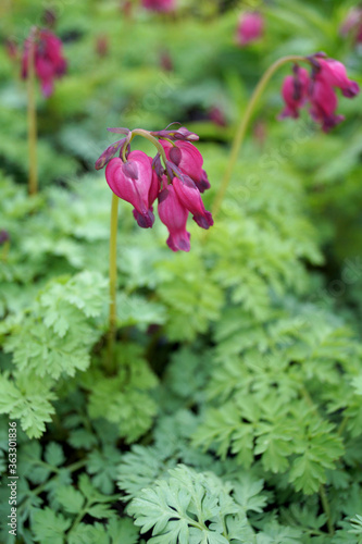 Vertical image of the flowers and foliage of 'King of Hearts' bleeding heart (Dicentra 'King of Hearts')