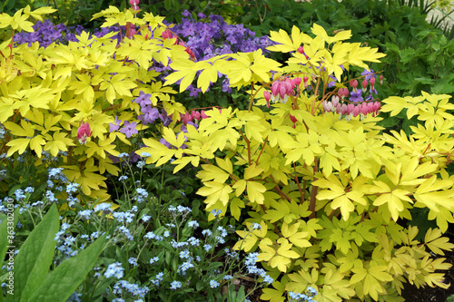 'Gold Heart' bleeding heart (Lamprocapnos [formerly Dicentra] spectabilis) in a spring garden with forget-me-nots (Myosotis sylvatica) and 'Sherwood Purple' creeping phlox (Phlox stolonifera)