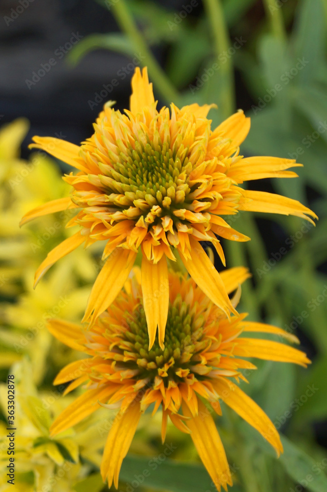 Vertical closeup of the coneflower cultivar 'Secret Glow' (Echinacea 'Secret Glow') Vertical closeup of the coneflower cultivar 'Secret Glow' (Echinacea 'Secret Glow')