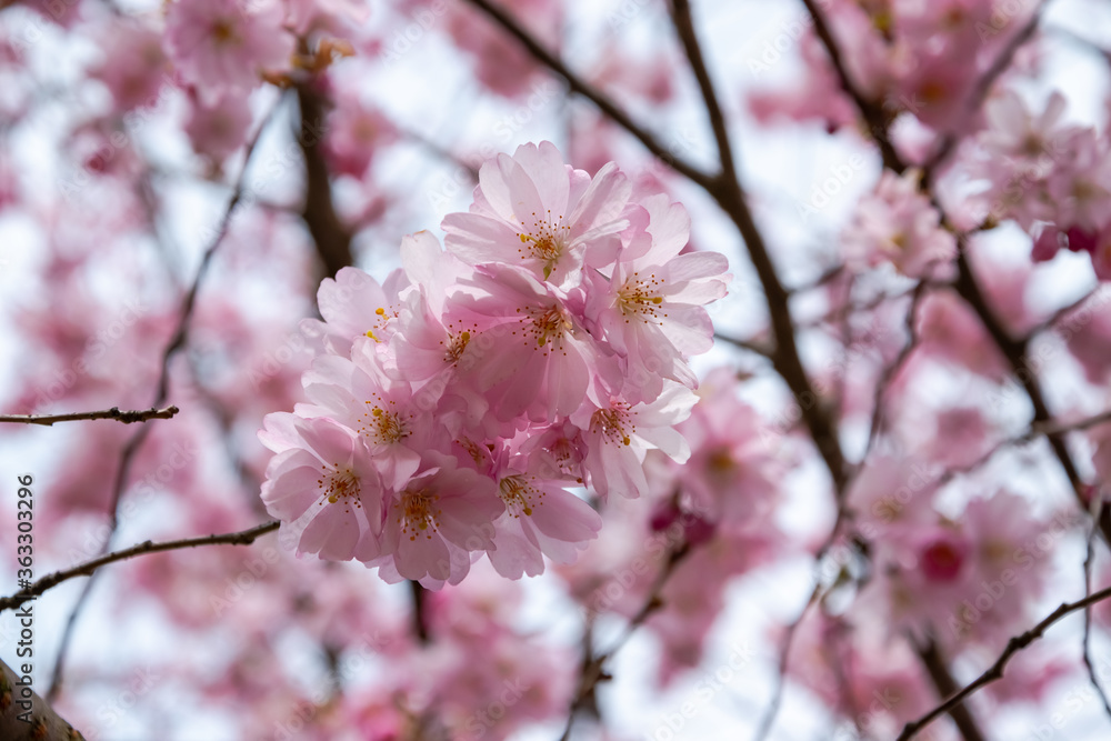 One brief season moment in spring time is the blooming of sakura tree. One brief season moment in spring time is the blooming of sakura tree.