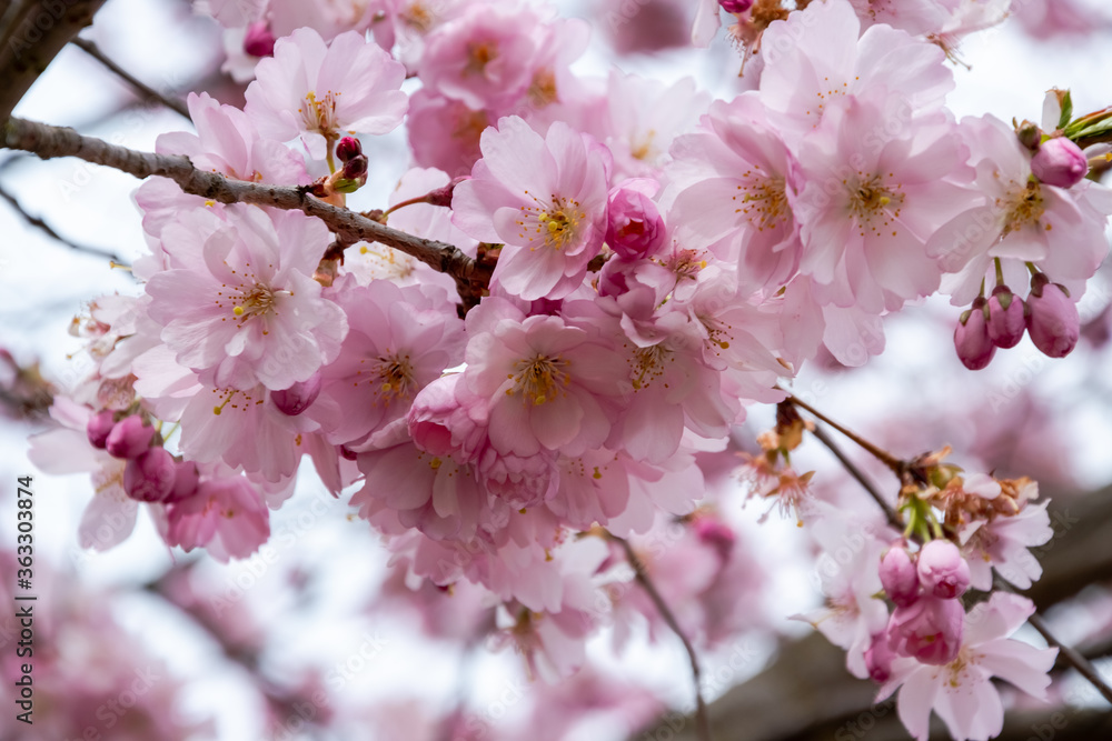 One brief season moment in spring time is the blooming of sakura tree. One brief season moment in spring time is the blooming of sakura tree.