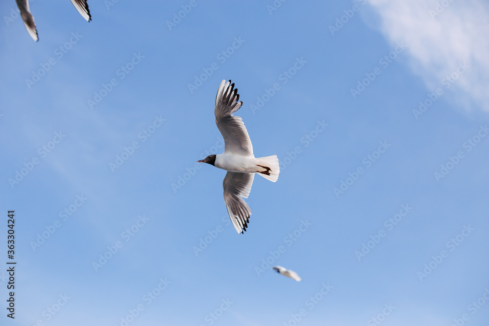 Seagulls fly in the sky over the seas in sunny weather Seagulls fly in the sky over the seas in sunny weather