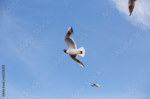 Seagulls fly in the sky over the seas in sunny weather