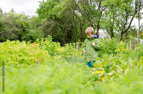 a young gardener with a green jacket and a handful of fresh pea pods.