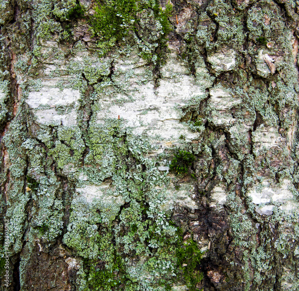 Textured bark of an old birch with pieces of green moss Textured bark of an old birch with pieces of green moss