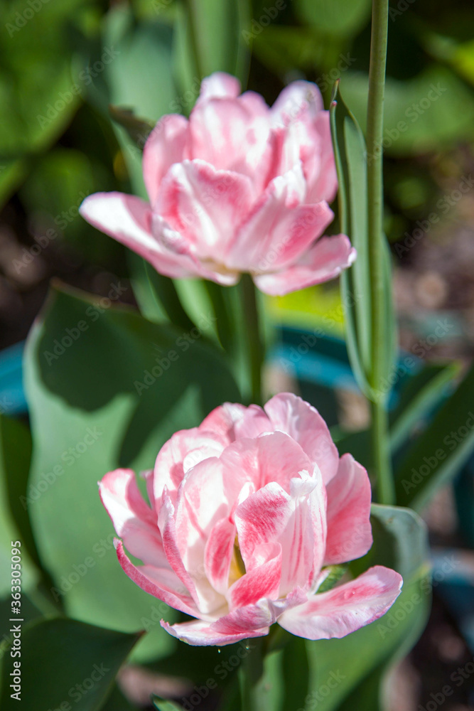 Striped pink tulips in a sunny summer garden