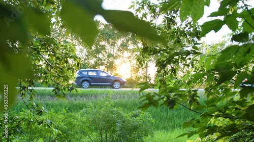 The sun's rays pass through the green leaves of the tree. Maple leafs. The cars go on the road in the background.