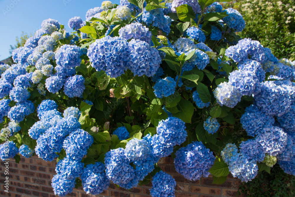Beautiful blue Hydrangea/hortensia bush. Sunlight and shadows. Flowering plants native to Asia and the Americas. Beautiful blue Hydrangea/hortensia bush. Sunlight and shadows. Flowering plants native to Asia and the Americas.