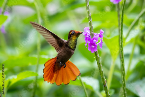 A Ruby Topaz hummingbird feeding on a purple Vervain flower in a lush tropical garden.