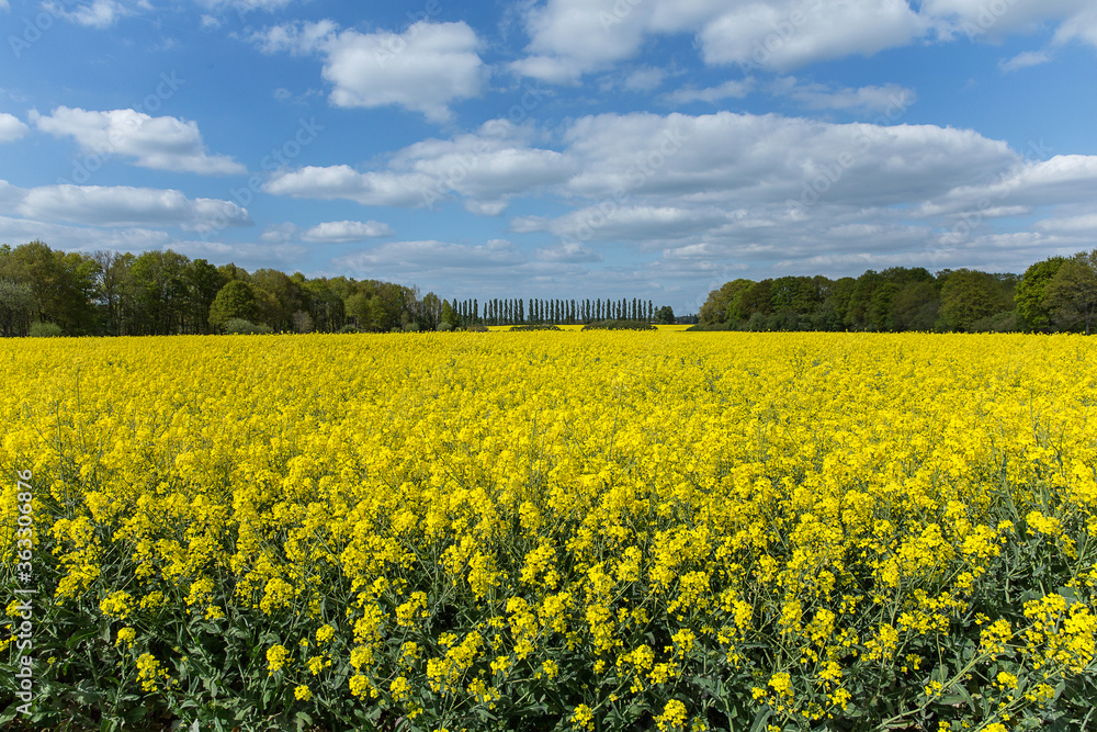Beautiful yellow field of colza Rapeseed (Brassica napus) in France in sunny cloudy day.