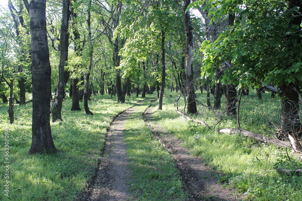 Fototapeta premium path in the forest