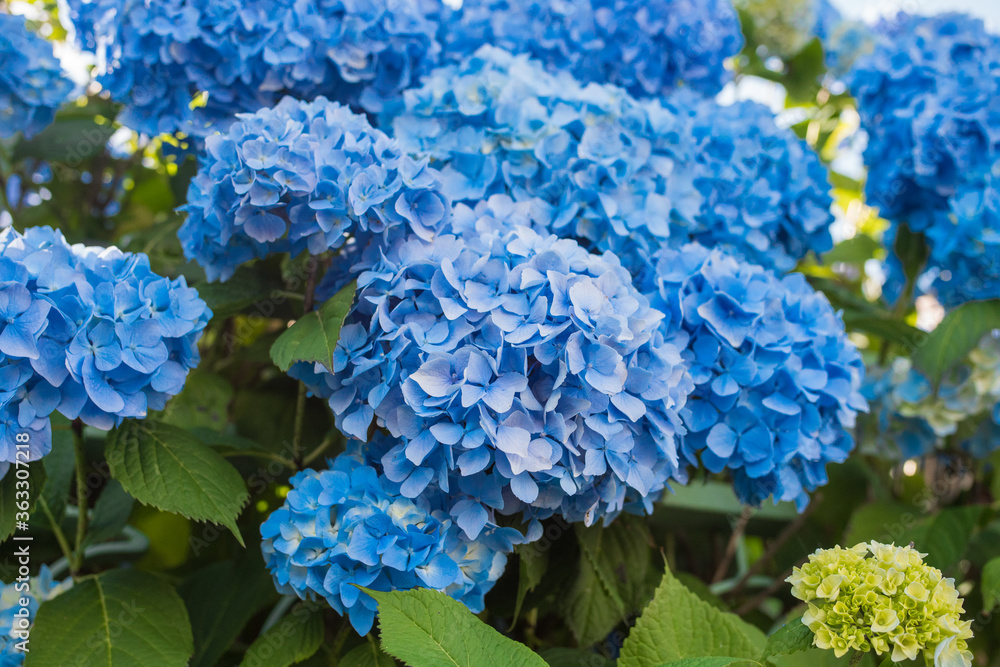 Beautiful blue Hydrangea/hortensia bush. Sunlight and shadows. Flowering plants native to Asia and the Americas. Beautiful blue Hydrangea/hortensia bush. Sunlight and shadows. Flowering plants native to Asia and the Americas.