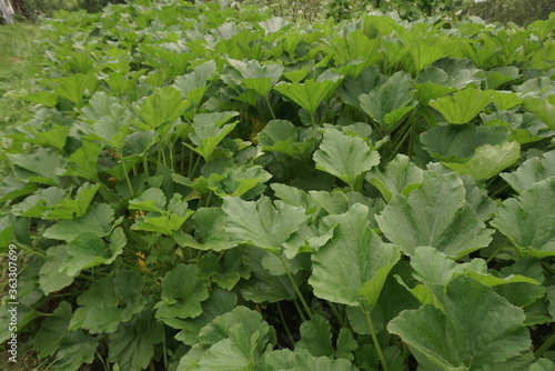 green leaves of zucchini on the field