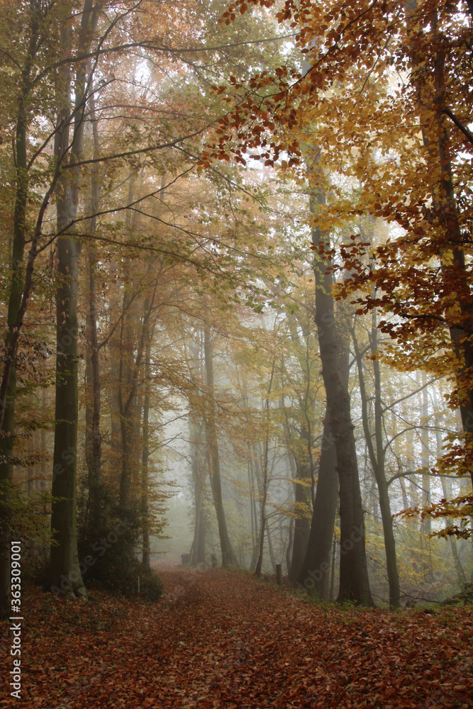 Fototapeta premium Herbst Melancholie