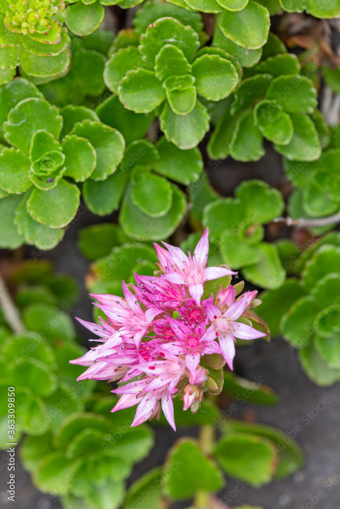 Macrophotographie de fleur sauvage - Orpin bâtard - Sedum spurium Macrophotographie de fleur sauvage - Orpin bâtard - Sedum spurium