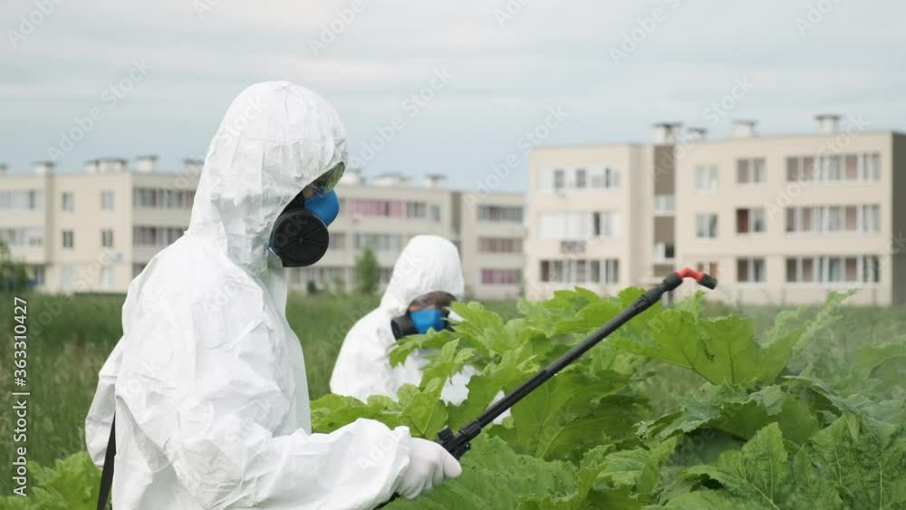 Agricultural technicians in protective suits and with respirators on faces conduct chemical treatment of territory to destroy cow parsnip Agricultural technicians in protective suits and with respirators on faces conduct chemical treatment of territory to destroy cow parsnip