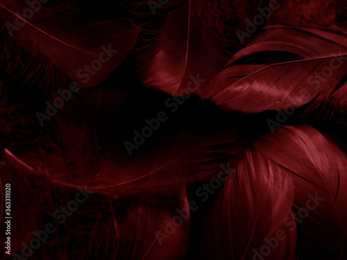 Beautiful abstract white and red feathers on black background and soft white feather texture on red pattern and red background, pink feather background, white banners