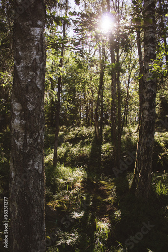 forest in the morning