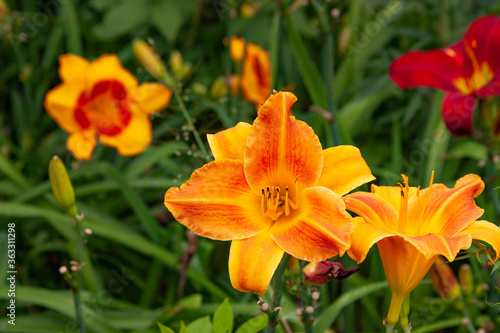 orange daylily