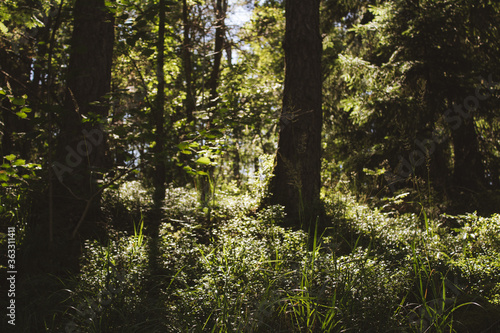 trees in the forest