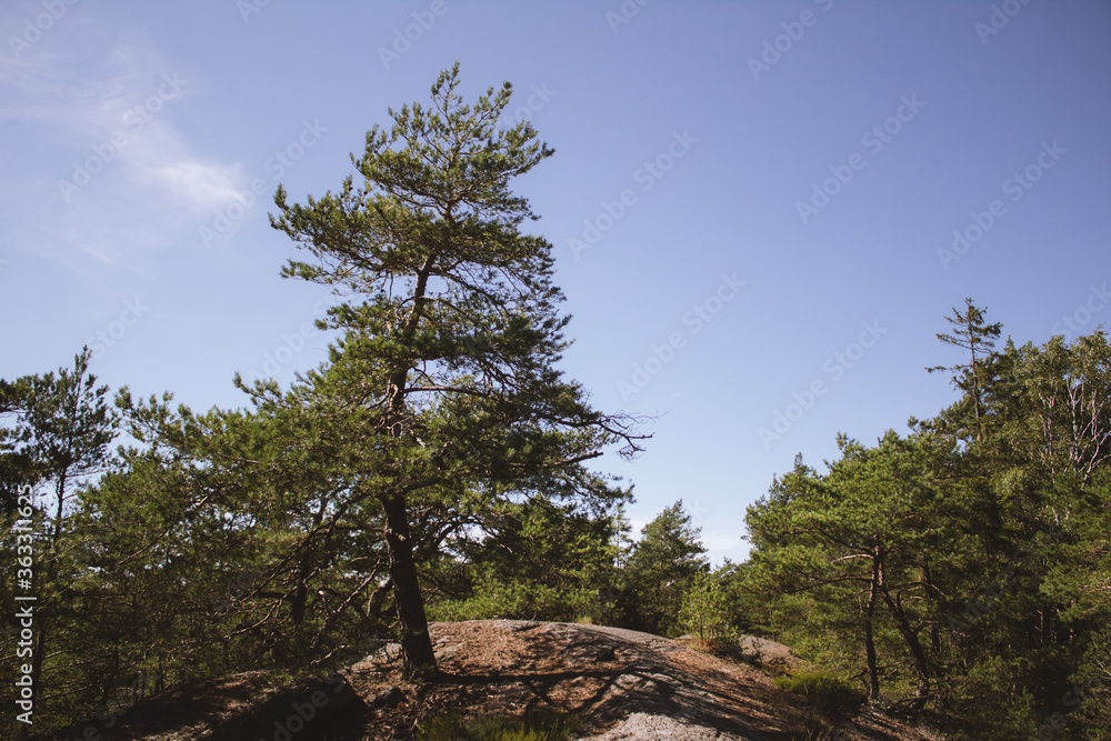 Fototapeta premium pine tree on the hill