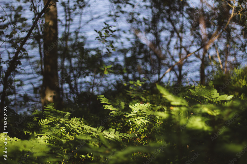 Fototapeta premium sun shining on fern and water in the forest