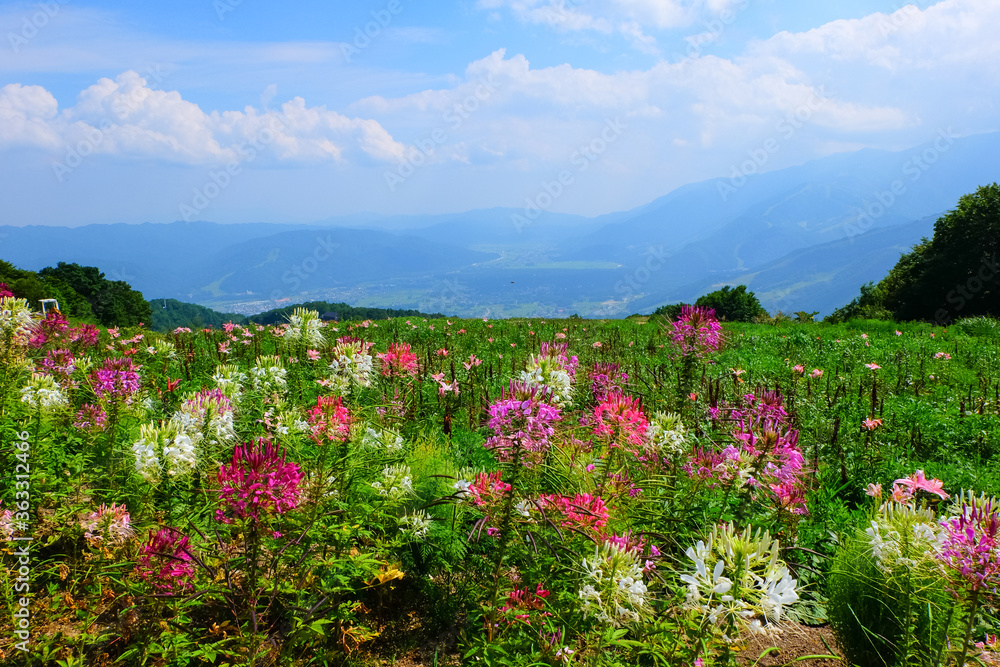 クリオメと白馬の風景