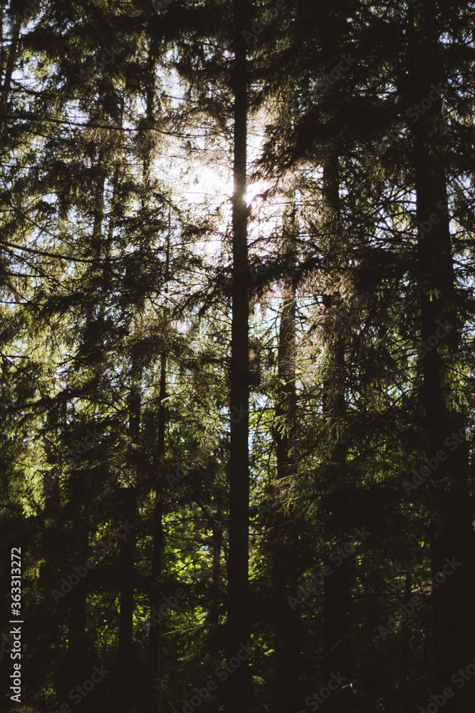 Obraz premium trees in the forest