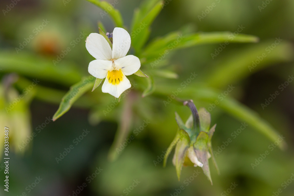 Macrophotographie de fleur sauvage - Pensée des champs - Viola arvensis