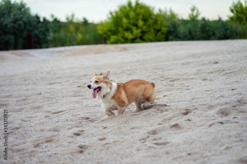 Fototapeta Naklejka Na Ścianę i Meble -  two red dogs walk in the sand