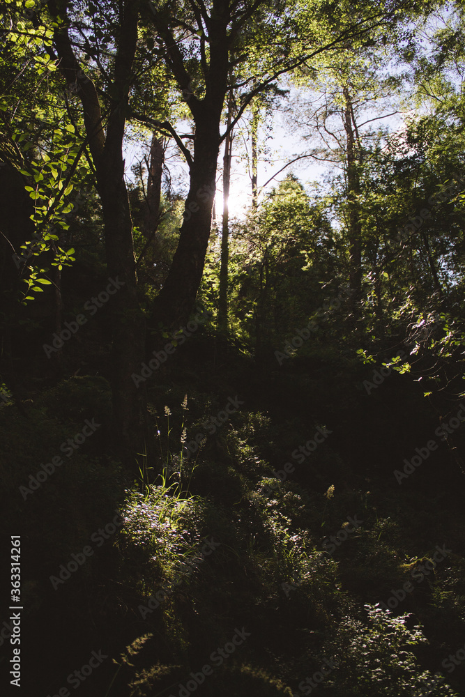 Obraz premium sunlight in the forest