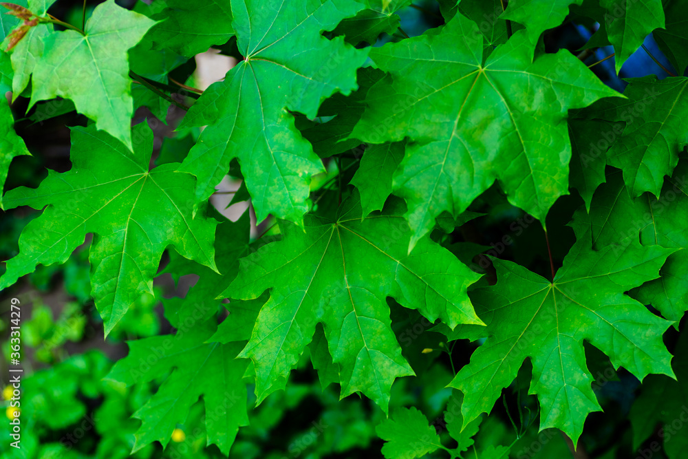 natural background green maple leaves selective focus natural background green maple leaves selective focus