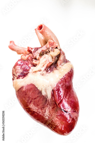 Wallpaper Mural raw heart of turkey with veins Isolated on white background Torontodigital.ca