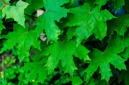 natural background green maple leaves selective focus