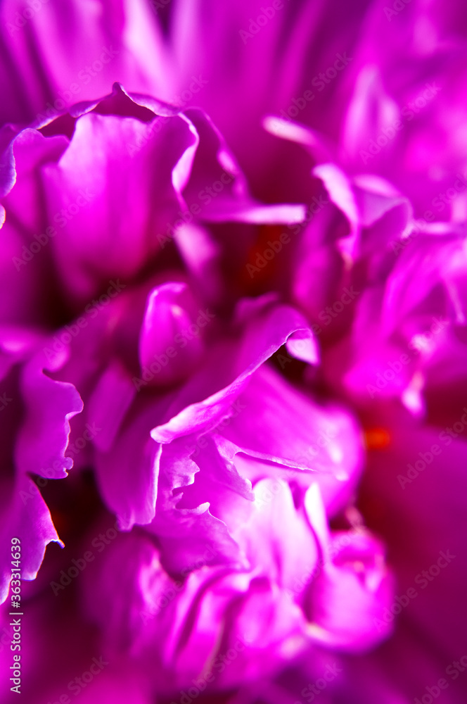 Natural floral background. Pink purple peonies flowers macro shot. Peonies flower petals, beautiful floral wallpaper. Flower texture. Abstract floral blooming background. Holiday floral card Natural floral background. Pink purple peonies flowers macro shot. Peonies flower petals, beautiful floral wallpaper. Flower texture. Abstract floral blooming background. Holiday floral card