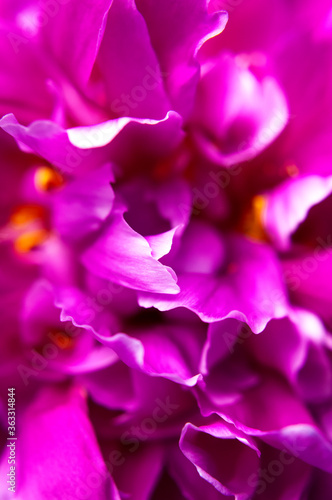Fototapeta Naklejka Na Ścianę i Meble -  Natural floral background. Pink purple peonies flowers macro shot. Peonies flower petals, beautiful floral wallpaper. Flower texture. Abstract floral blooming background. Holiday floral card