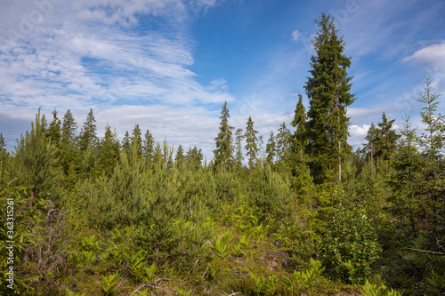 Several freestanding tall fir trees. In the foreground are young pines.