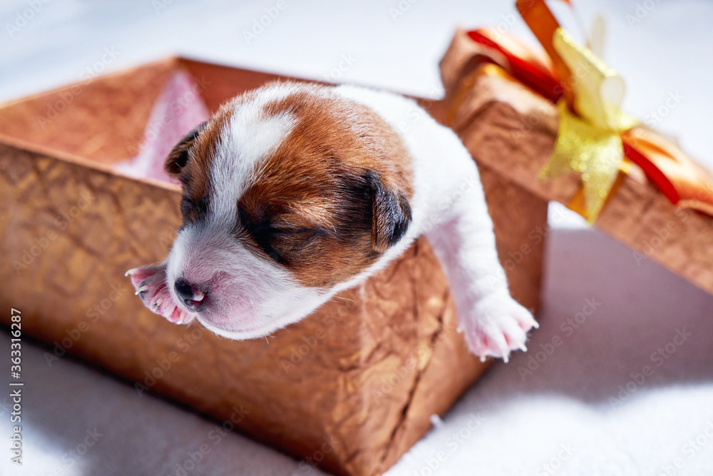 Little jack russel puppy in giftbox, present