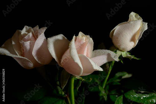 Pink rose on black. Three roses peach color on a black background.