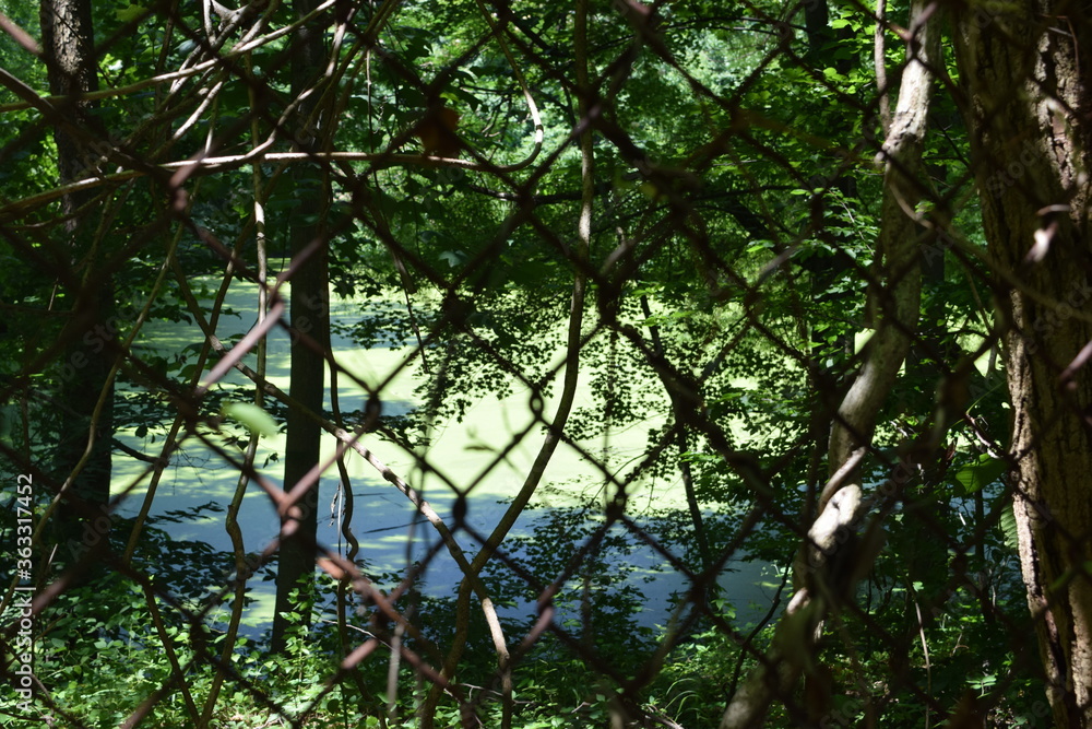 Fototapeta premium A swamp in the woods