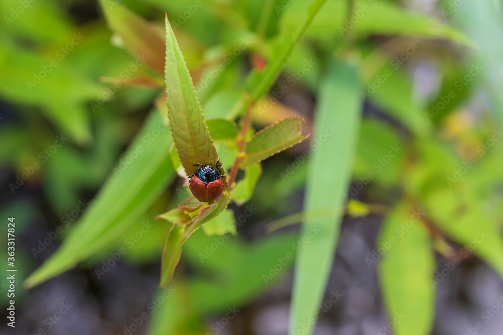Red beetle with a black head on a green leaf in the grass. Red beetle with a black head on a green leaf in the grass.