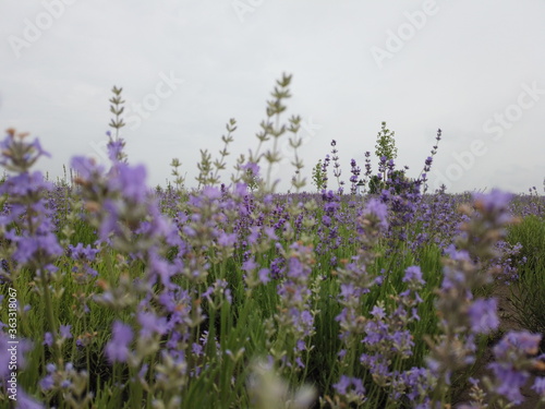 A lot of lavender flowers on the field. Flowering lavender field.