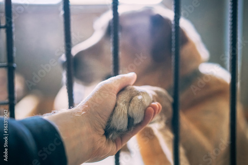 Quadro em tela Close up of male hand holding homeless dog's paw through the kennel lattice